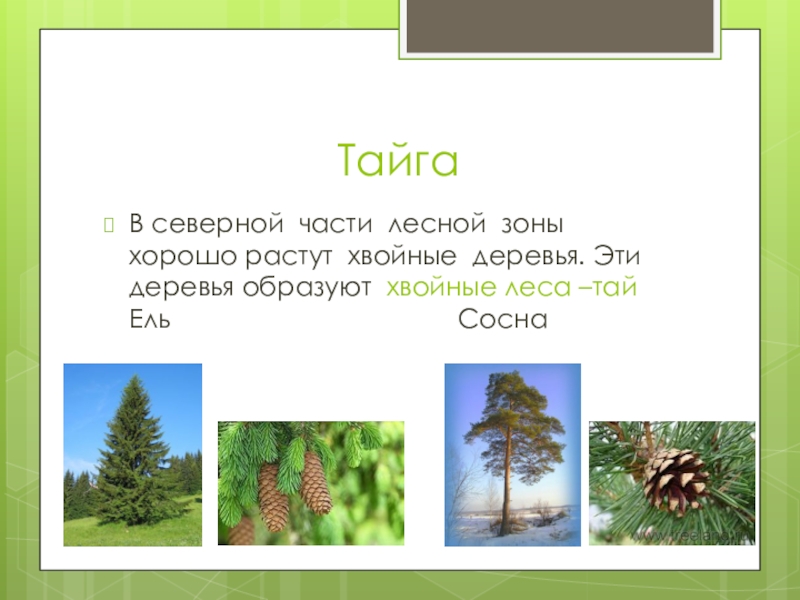 Зона тайги это хвойные. Презентация на тему лес. Проект на тему леса. Проект на тему Лесная зона. Лес окружающий мир.