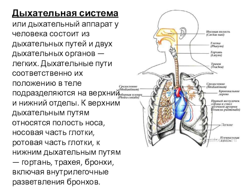 При вдохе воздух проходит через. Строение дыхательной системы человека анатомия. Схема строения системы органов дыхания. Анатомические структуры системы органов дыхания. Отделы дыхательной системы схема.