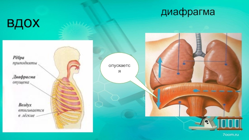 Диафрагма рисунок анатомия