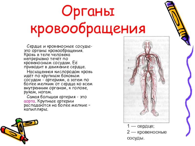 Перечисли органы кровообращения. Органы кровообращения. Сердце орган кровообращения. Сердце и кровеносные сосуды это органы. Органы кровообращения презентация.