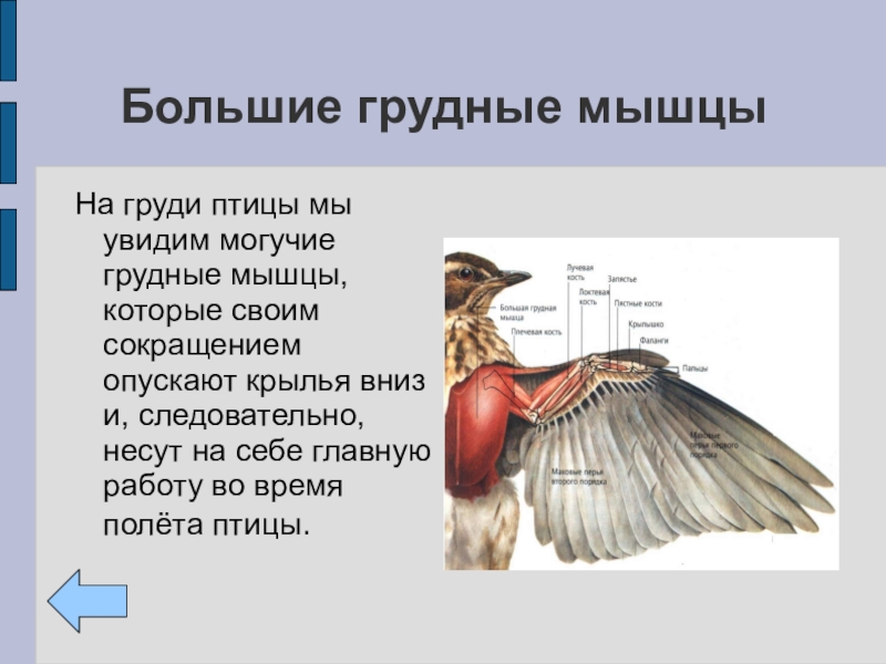 Для чего служит киль у птиц. Опорно двигательная система птиц мускулатура. Грудные мышцы птиц. Мышцы птицы анатомия. Особенности строения мышц у птиц.