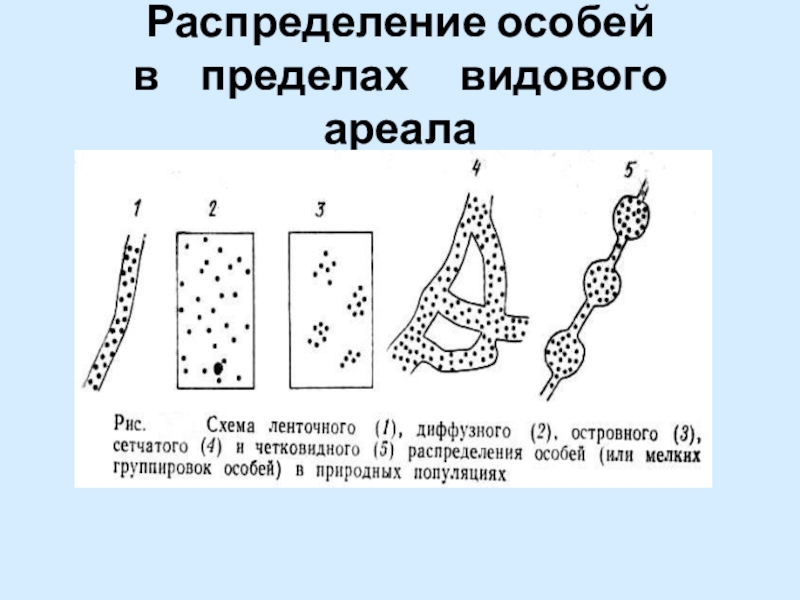 Предел ареала