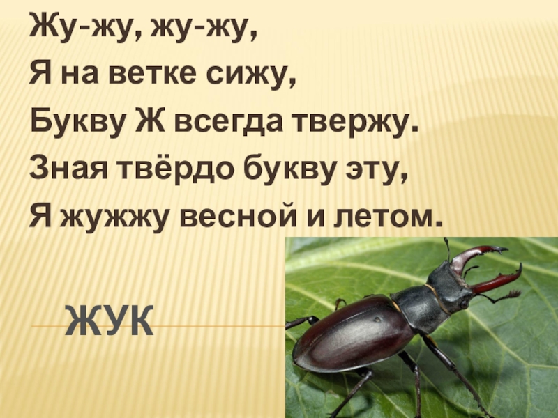 Не жужжу когда сижу. Звук ж Жук. Жу жу жу я на веточке сижу. Жук жужжит. Жук жужжит букву ж.