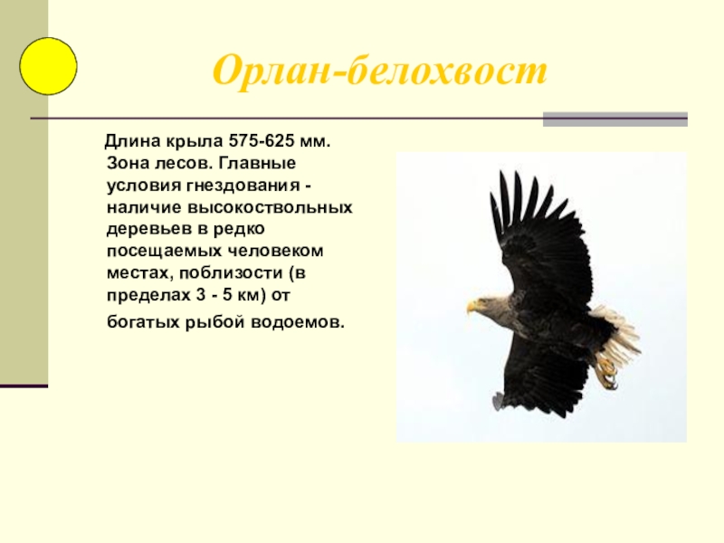 Длина крыла. Длина белохвостого орла размах крыльев. В какой природной зоне живет Орлан белохвост. Белохвостый Орлан Размеры по сравнению с человеком.