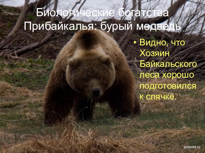 Биологические богатства Прибайкалья: бурый медведьВидно, что Хозяин Байкальского леса хорошо подготовился к спячке.
