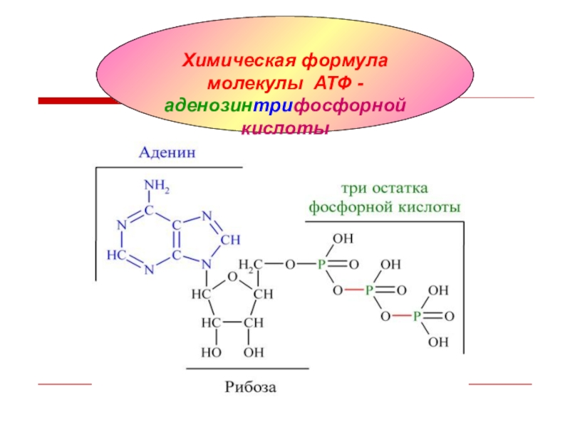 В состав атф входит. Хим формула АТФ. Молекула АТФ формула. Химическая формула молекулы АТФ. АТФ формула биохимия.