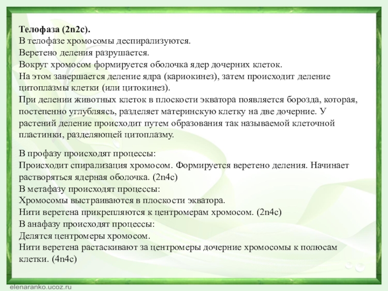 Телофаза (2n2c).В телофазе хромосомы деспирализуются.Веретено деления разрушается.Вокруг хромосом формируется оболочка ядер дочерних клеток.На этом завершается деление ядра