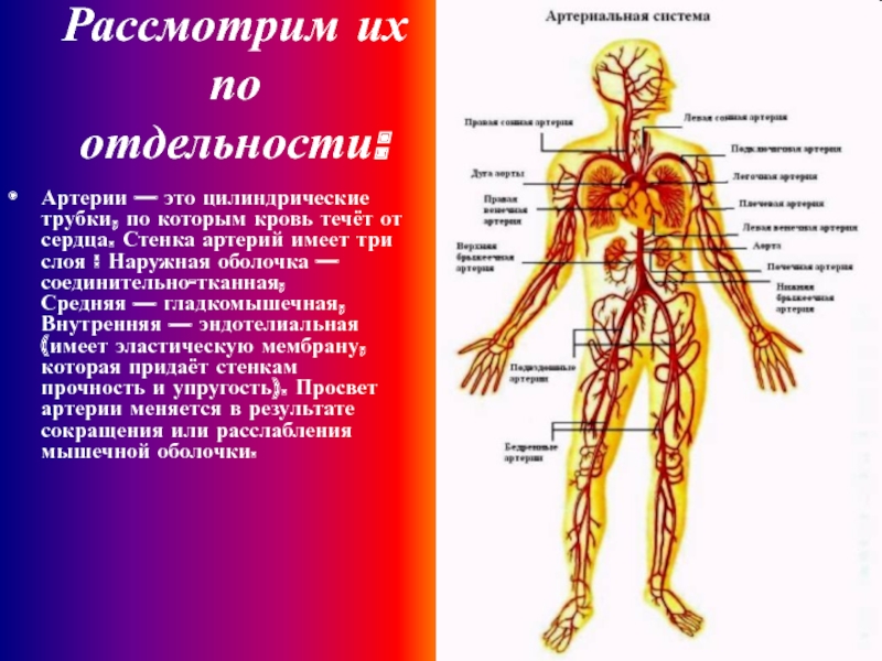 Сосудистая система человека фото