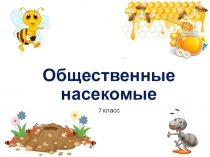 Презентация Пчелы и муравьи - общественные насекомые