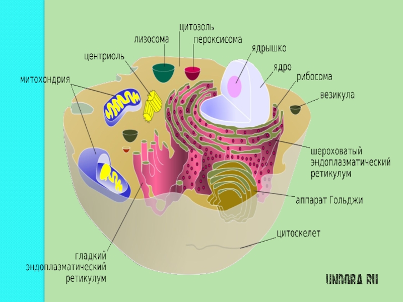 Внутренняя среда клеток органоид. Цитозоль. Цитозоль клетки это. Органелла переваривающая питательные вещества. Название органеллы образующей внутреннюю среду клетки.