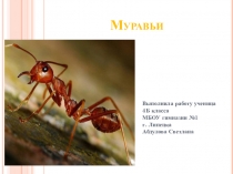 Презентация к уроку окружающего мира Муравьи