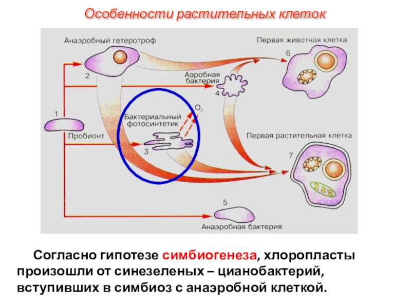 Протобионты. Теория симбиогенеза. Строение пробионтов. Схема симбиогенеза. Симбиогенная гипотеза.