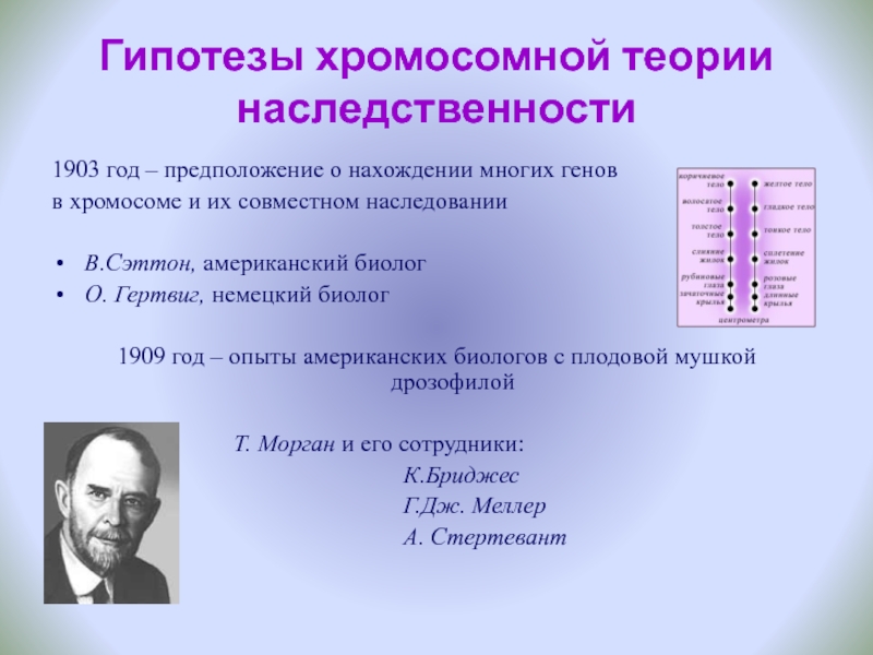 Положения хромосомной теории. Хромосомная теория наследственности.