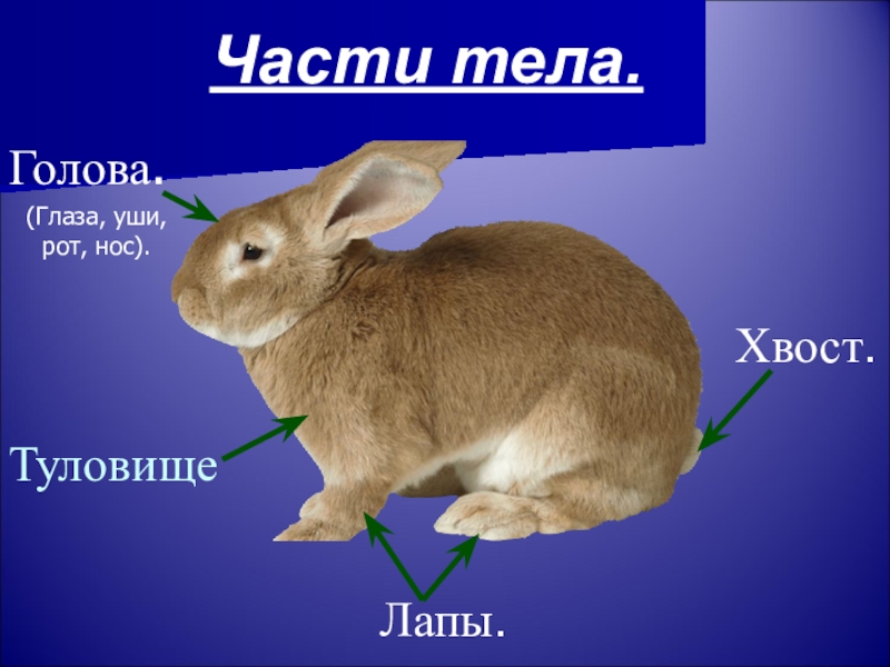 Разбери зайчик. Внешнее строение кролика. Части тела кролика. Строение зайца. Части тела зайца.