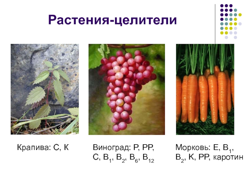 Растения-целителиКрапива: С, КВиноград: P, PP, C, B1, B2, B6, B12Морковь: Е, B1, B2, K, PP, каротин