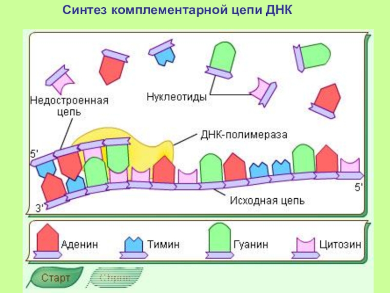 Синтезируют цепи днк. Интерактивная модель репликации ДНК. Интерактивная компьютерная модель ДНК. Интерактивная биологическая модель. Комплементарная цепь ДНК.