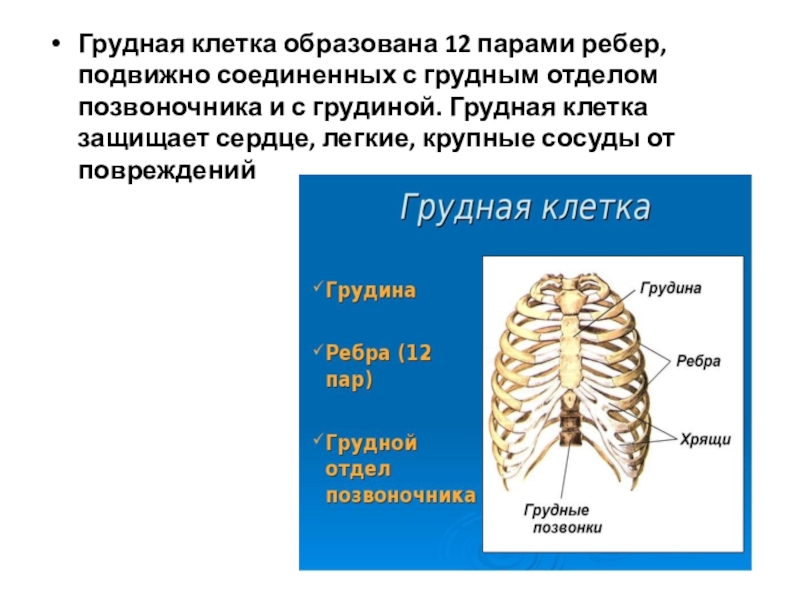 Отделы груди. Грудная клетка 12 пар ребер,Грудина,12 грудных позвонков. Грудную клетку образуют 12 пар ребер. Грудная клетка образована 12 парами ребер. Грудная клетка образова.