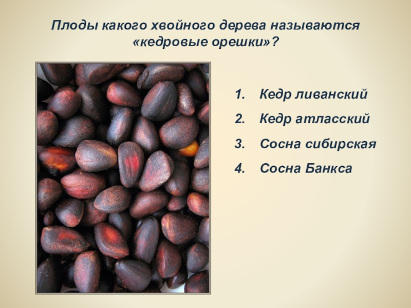 Как называется дерево семена которого кедровые орехи. Кедр ливанский плоды. Ливанский кедр орехи. Кедровый орех Тип плода. Ливанский Кедровый орех.
