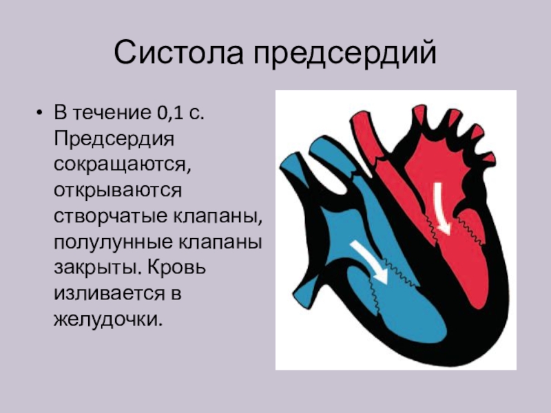 Систола предсердий. Систола предсердий створчатые______________ полулунные. Систола желудочков. Систола правого предсердия. Систола желудочков полулунные клапаны.