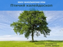 Презентация по биологии Птичий калейдоскоп