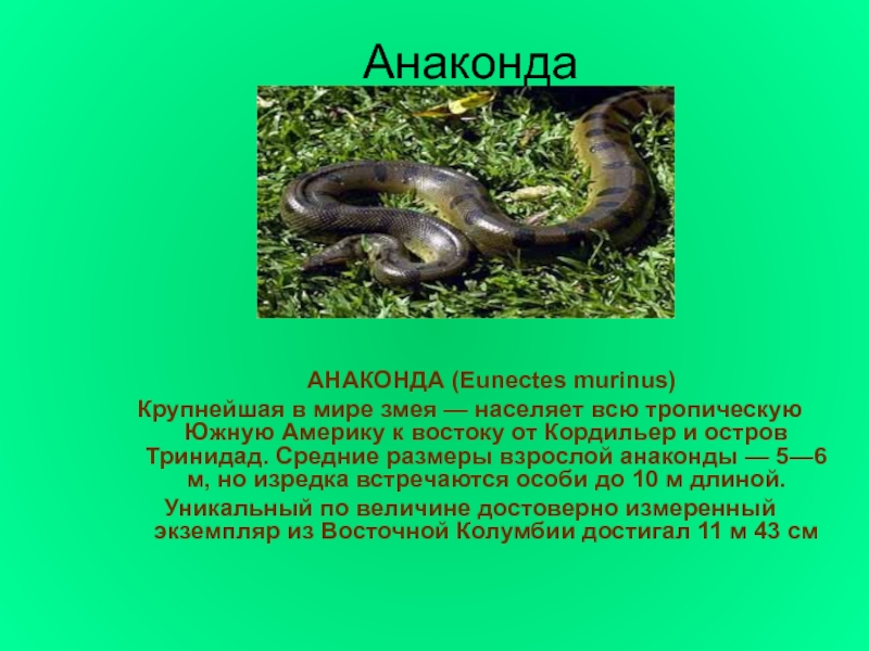 Анаконда	АНАКОНДА (Eunectes murinus)Крупнейшая в мире змея — населяет всю тропическую Южную Америку к востоку от Кордильер и