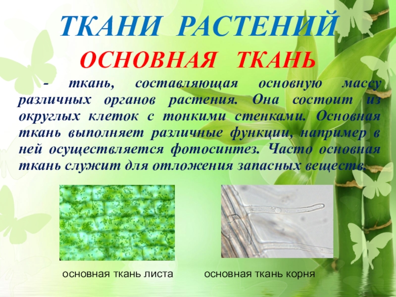 Что такое ткань в биологии. Ткани растений. Ткани растений вывод. Вывод по теме ткани растений. Вывод по тканям растений и животных.