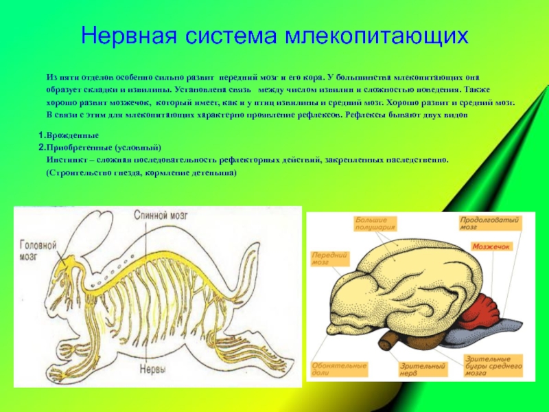 Нервная система и органы чувств млекопитающих. Класс млекопитающие нервная система. Органы нервной системы млекопитающих. Эволюция нервной системы млекопитающих. Нервная система млекопитающих 7 класс биология.