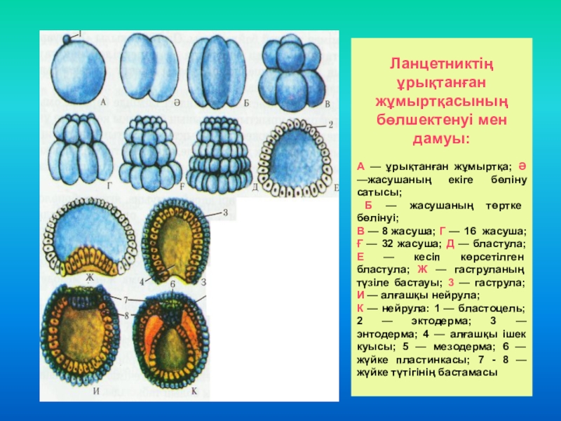 Онтогенез сатылары презентация