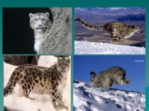 Презентация по тувинскому языку на тему Домак кежигуннери ( 7 класс)