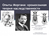 Презентация по биологии на тему Опыты Моргана. Хромосомная теория наследственности (10 класс)