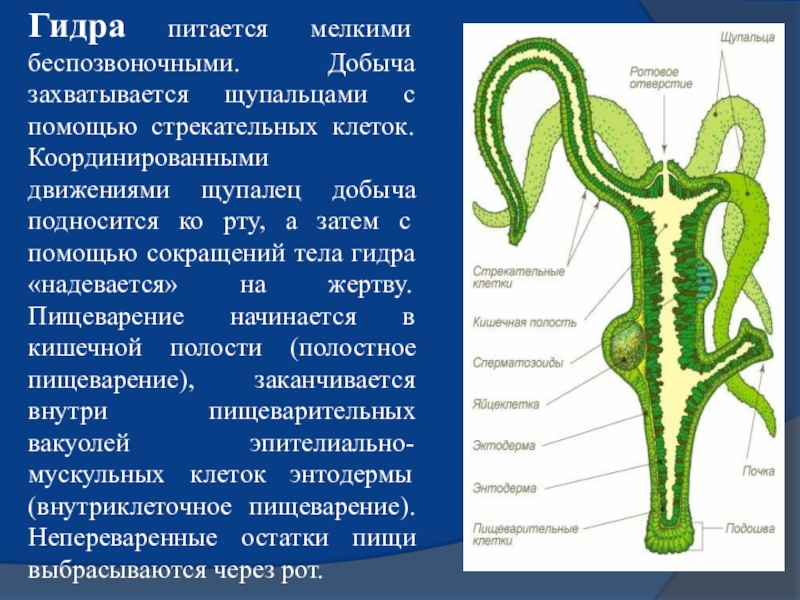 Презентация пищеварение беспозвоночных