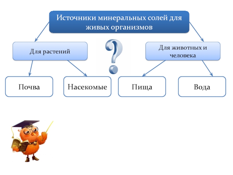 Составить план ответа на вопрос откуда поступают минеральные соли в организм человека