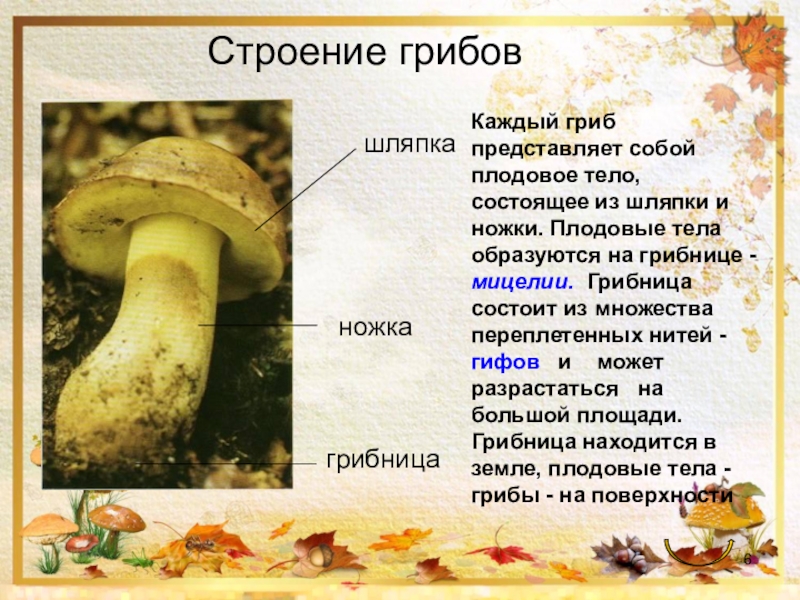Строение гриба состоит из. Грибница шляпочных грибов. Строение шляпки шляпочного гриба. Грибы ножка шляпа грибница плодовое тело. Грибы строение шляпочных грибов.
