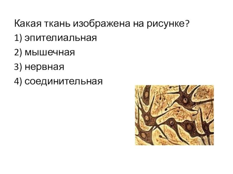 Какая ткань изображена на рисунке?1) эпителиальная2) мышечная3) нервная4) соединительная