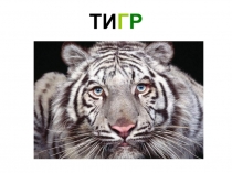 Урок - Презентация Животные и птицы Севера