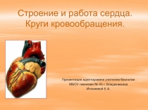Презентация к уроку по биологии в 8 классе по теме: Строение и работа сердца.круги кровообращения