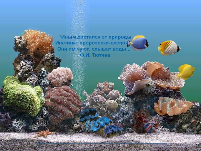 Презентация Надкласс рыбы - класс земноводные