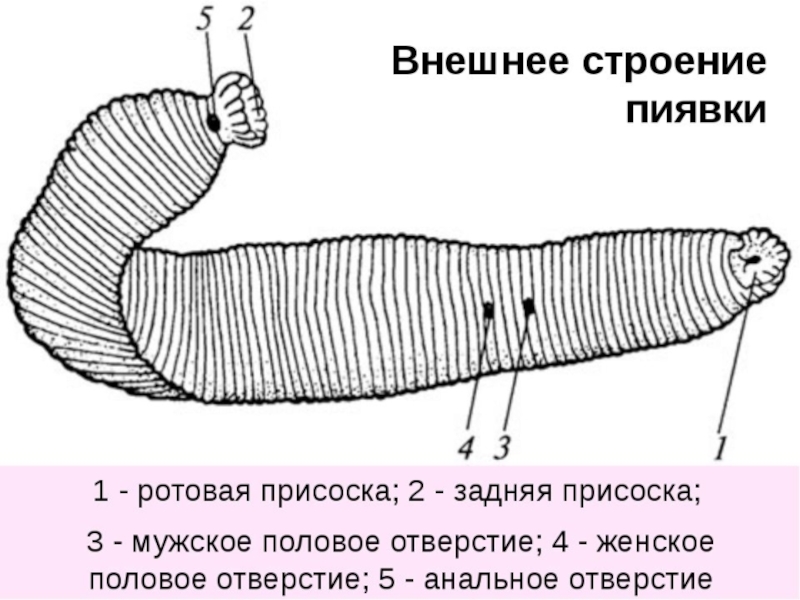 Внутреннее строение пиявки