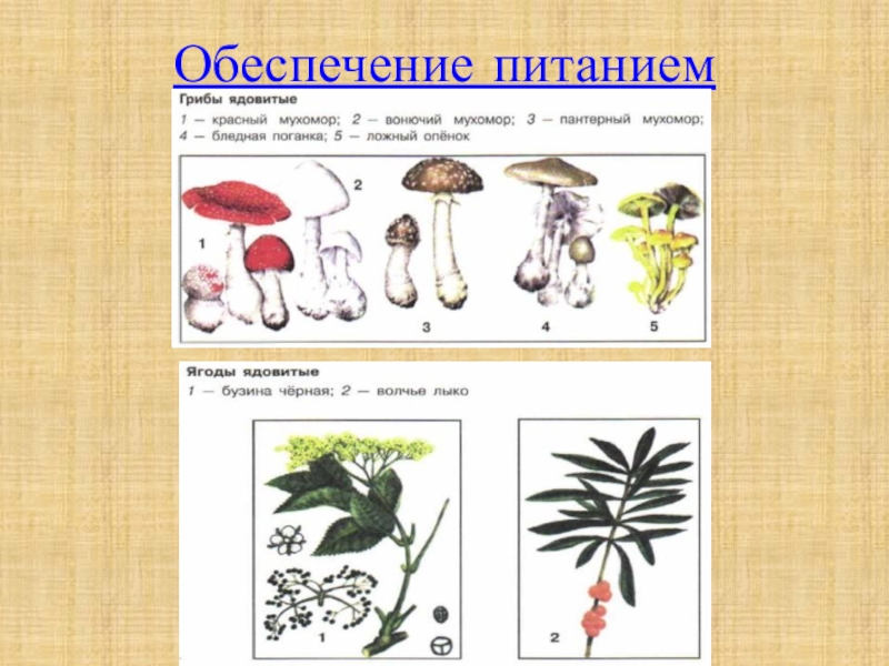 Обеспечение питанием. Питание в условиях автономного существования. Обеспечение питанием в автономном существовании. Обеспечивание питания.