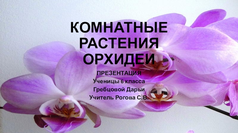 Презентация Презентация Комнатные растения - орхидеи