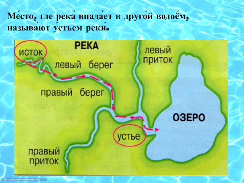 На рисунке изображено устье реки лены как называется данный вид устья