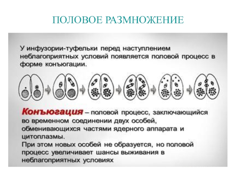 Каким номером на рисунке обозначена стадия конъюгации инфузории