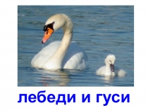 Волшебные лебеди