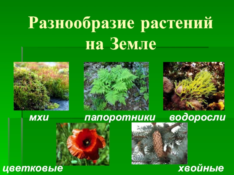 Разнообразие растений. Разнообразие растений видео. Сколько всего числа видов растений папоротников хвойных и цветковых.