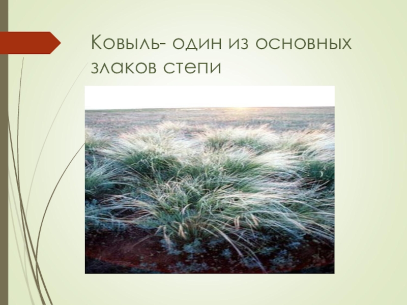 Ковыль природная зона. Ковыль окружающий мир. Ковыль презентация. Ковыль окружающий мир 4 класс. Ковыль перекати поле.