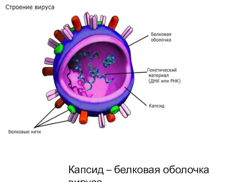 Вирус 5 класс биология рисунок