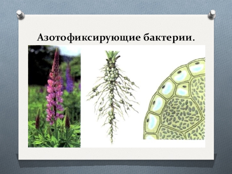 клубеньковые бактерии люпина. клубеньковые бактерии строение. бактериальные клубеньки бобовые. клубеньковые бактерии среда обитания. азотфиксирующие (почвенные) бактерии клубеньковые бактерии.