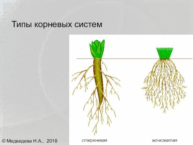 Схема посадки корневой петрушки