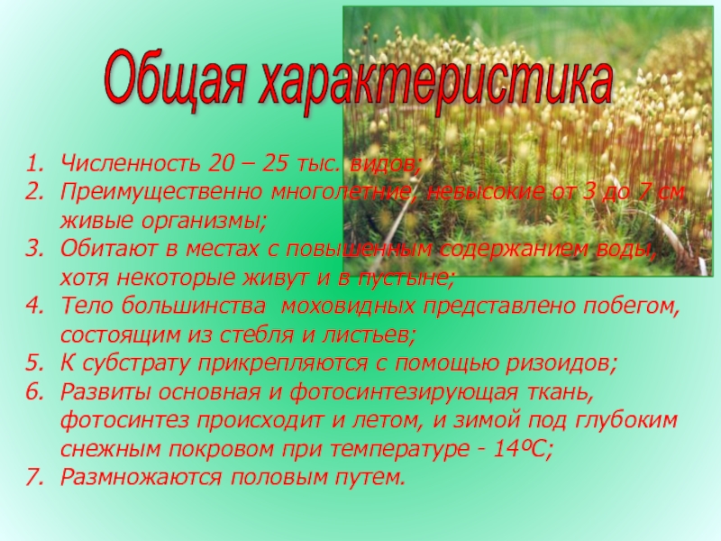 План конспект урока по биологии 7 класс отдел моховидные