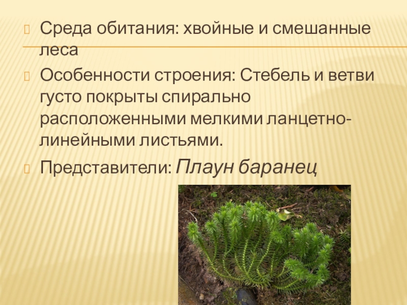 Значение плаунов хвощей и папоротников в природе